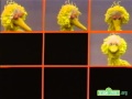 Sesame Street Big Bird Rhymes Hooper