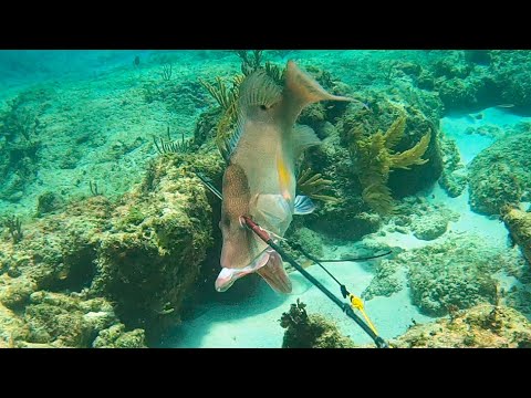 Bahamas Spearfishing Compilation Part 7