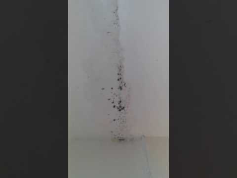 904 Catalina #7 Bathroom Mold 01.27.2017