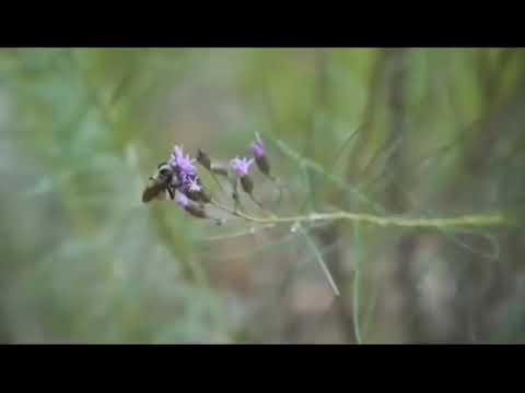 Altos del Palmar, Papagayos, San Luis.
