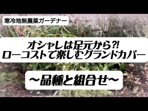 園芸 ガードナーのエスカロニア、オルガン山脈のエスカロニア
