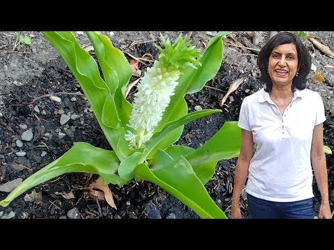 image-When should you plant pineapple lily bulbs?