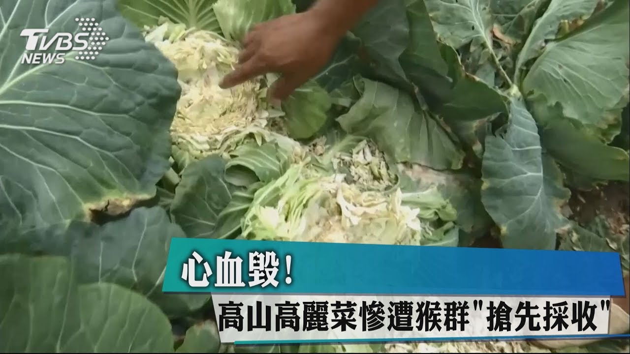 心血毀! 高山高麗菜慘遭猴群「搶先採收」