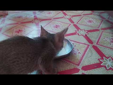 Baby and Mom Cat drinking together in same plate   | #cats