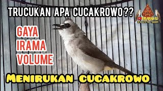 Download lagu Masteran Trucukan Isian CucakRowo... mp3