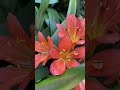 Beautiful Orange Flowers Are Blooming In The Garden Flowers Garden Orangeflower Redflower