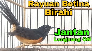 Download lagu Murai Betina memanggil jantan Rayuan Birahi Bikin Jantan ON mp3 Download lagu Murai Betina memanggil jantan Rayuan Birahi Bikin Jantan ON mp3