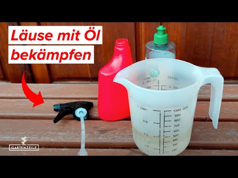 Schildläuse mit Öl bekämpfen - So werdet Ihr die Schildläuse ganz einfach los!