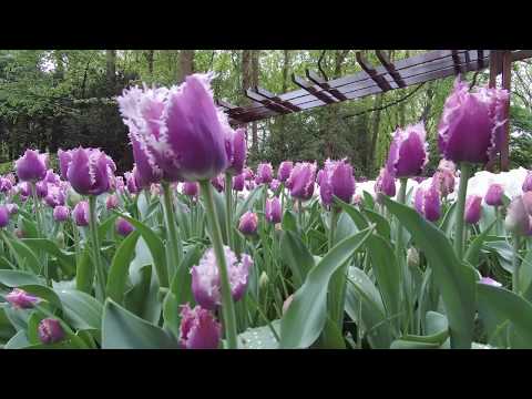 Keukenhof 2019-04-28 video 4k VID_20190428_133346_0027.MP4