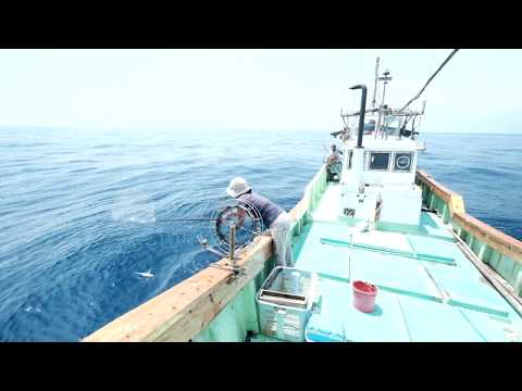 屋久島の海で働く！天職に出会った女性漁師の挑戦＜中編＞ - 『かごしま暮らし』移住で広がる、人生の選択肢  |  MBC 南日本放送
