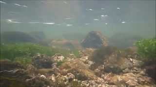 preview picture of video 'Panasonic DMC-FT25 - Underwater Film - Kleine Pyra'