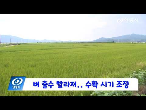 [안동 현장 리포트] 8월 20일, 벼 출수 2-3주 빨라져... 수확 시기 조정
