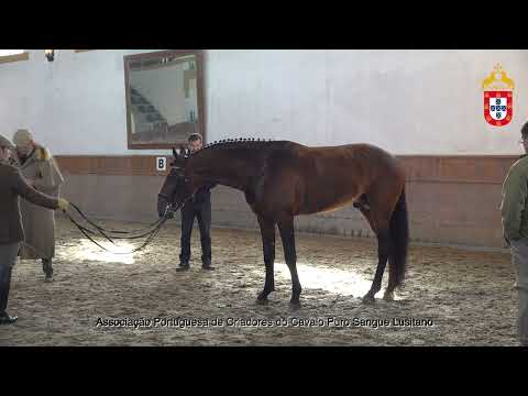 230128 18 Orfeu - Aprovação de Garanhões