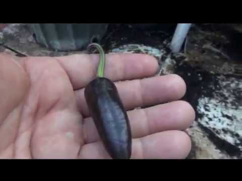 ⟹ Hungarian Black Pepper | Capsicum annuum | Pod Review #pepper