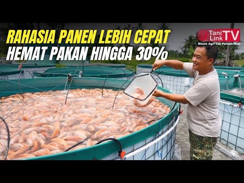 RAHASIA Hemat Pakan 30% dan Panen Cepat 3 Bulan! Kunci Sukses Budidaya Nila Bioflok