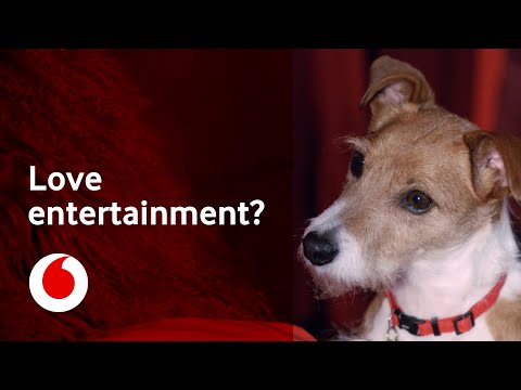2021 Vodafone advert music - Jack Russell Dog