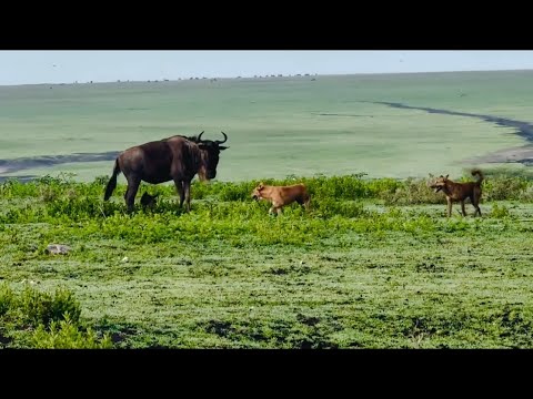 Video: Gnuangriff durch einheimische Hunde