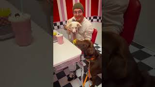 ZELDA ❤️ SAM (Beste Freunde?) #shorts #vlog #hund