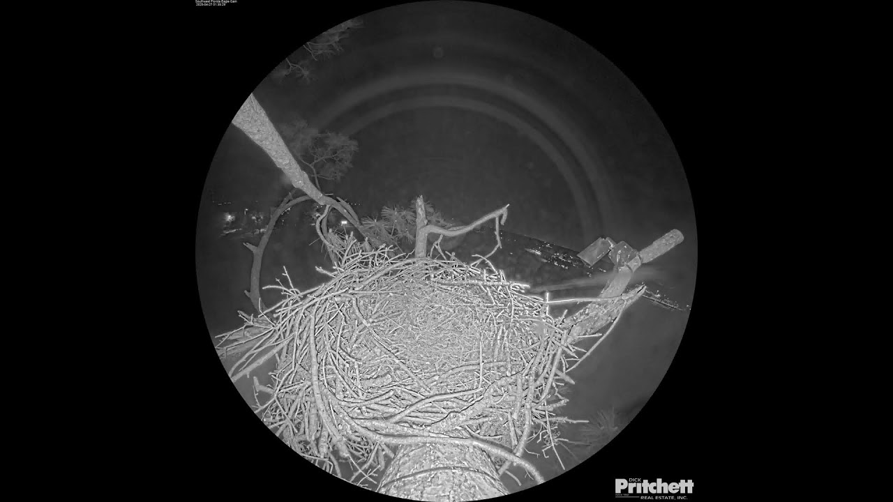 Southwest Florida Eagle Cam - Cam 360