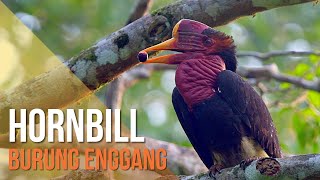 Download lagu How many Hornbill species are there in Malaysia? mp3 Download lagu How many Hornbill species are there in Malaysia? mp3