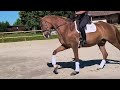 Caballo castrado Lusitano En venta 2019 Alaz&aacute;n por EROS 