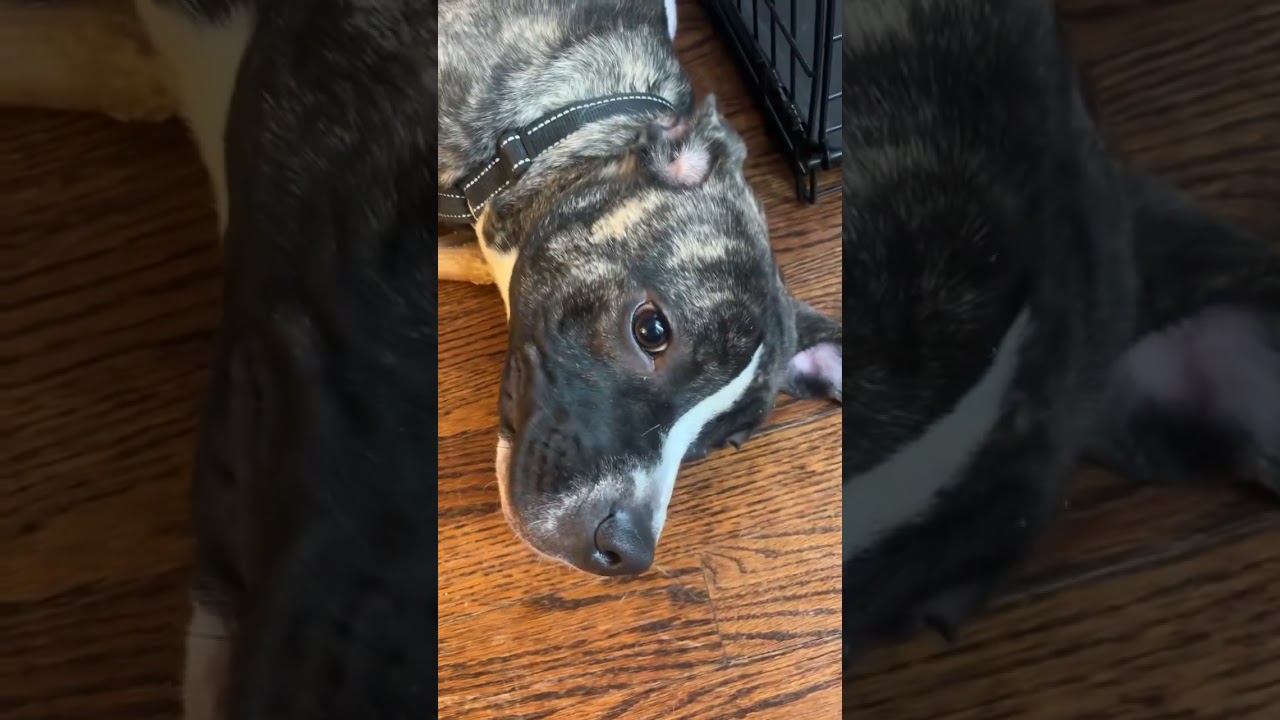 Enlarge Irma, a Adoptable Pit Bull Terrier in Northbrook, IL video 6/6