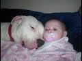 Pitbull Dogs Protecting kids COmpilation -  Dog Protects Baby Videos