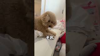最後の結末… #トイプードル #犬のいる暮らし