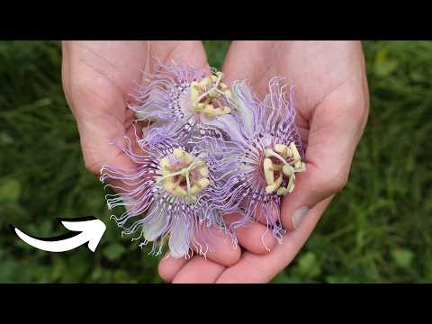The Incredible Uses of America's Wild Passionflowers