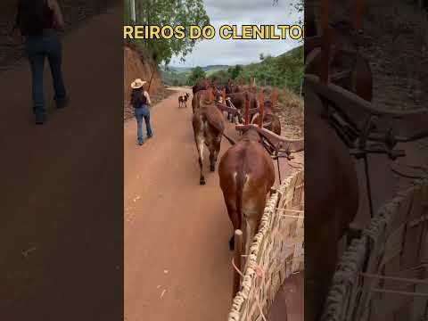 A MULHERADA CARRREANDO ATE O DESFILE DE IPUIUNA-MG #boiadeiro #roça #tradição #carreiro #carrodeboi