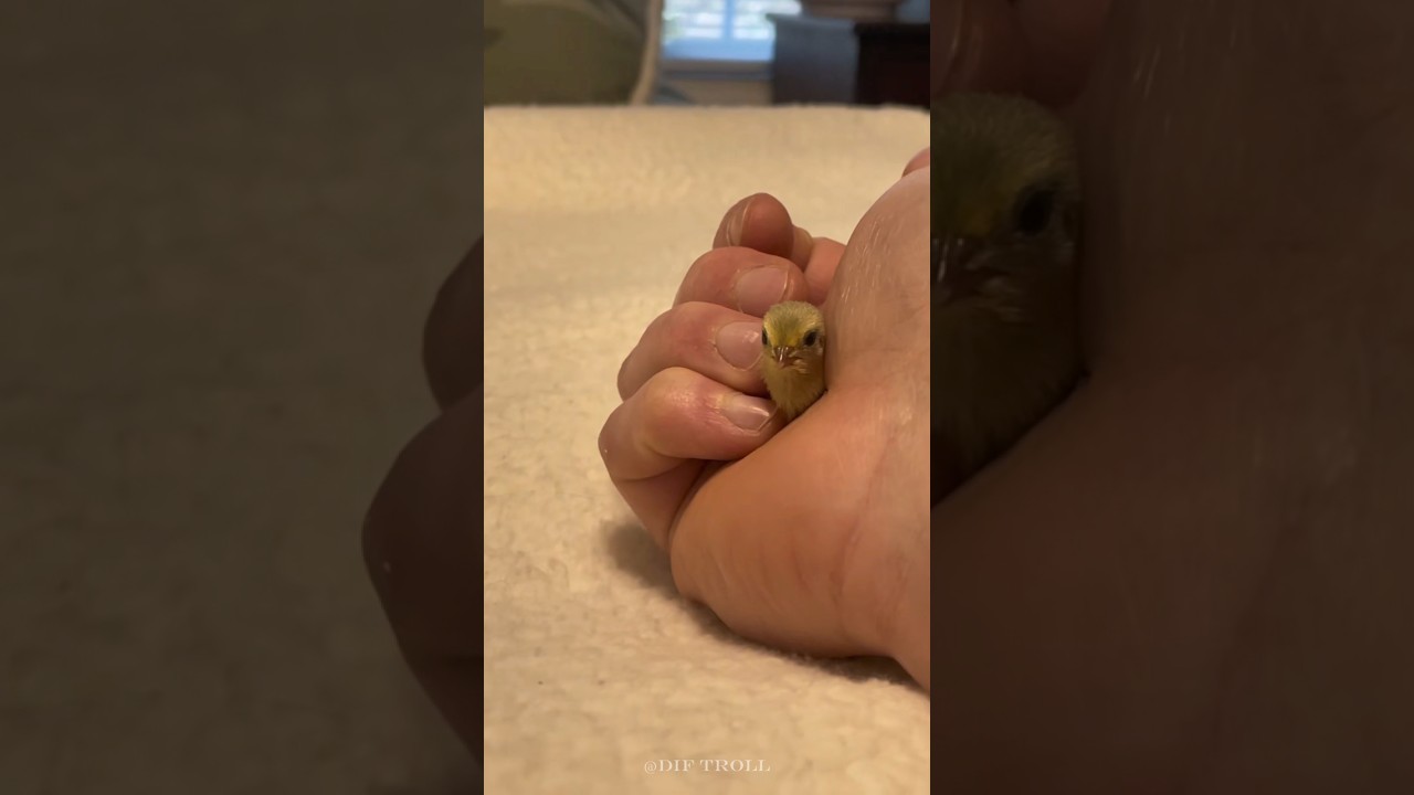 귀여운 동물에서 야생 동물로 변신!