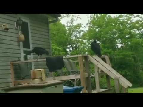 Coffee drinking Vulture