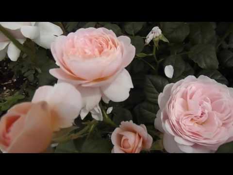 download lagu mp3 mp4 Sweden Flowers, download lagu Sweden Flowers gratis, unduh video klip Sweden Flowers