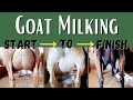 Full Goat Milking Tutorial Goat Milking By Hand My Goat Milking Routine