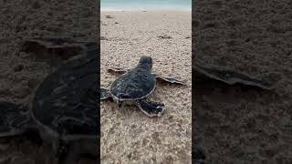 So CUTE... Con Dao island