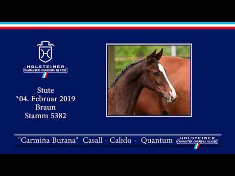 Fohlenauktion Hamburger Derby | Nr. 08 - Carmina Burana v. Casall-Calido I