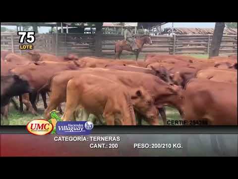 Lote 200 Terneras en Gral. San Martin, Chaco