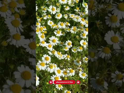 Mehr Blüten im Sommer: Diese 3 Einjährigen musst du JETZT säen - Gartenexpedition #shorts