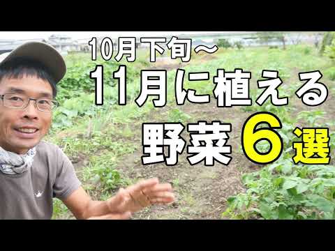 10月に植える野菜はどれか 根 葉 ニンジン サラダ