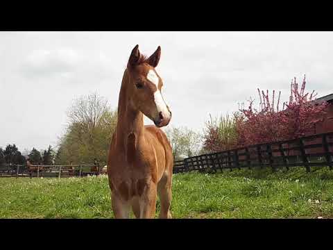 SRC Top Secret as a foal