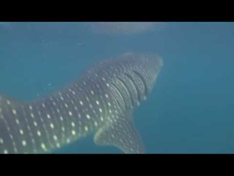 Walhaie, Tauchsafari -> Djibouti Divers (7 Brüder und Wahlhaie),Dschibuti