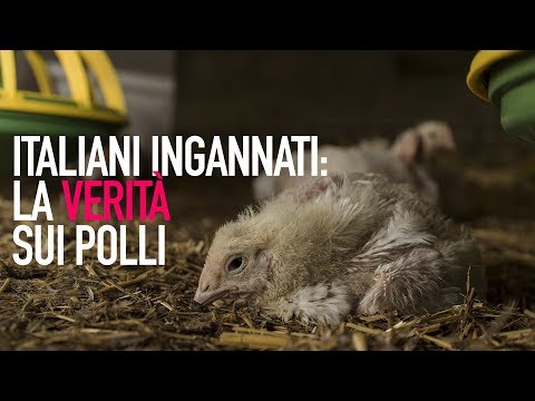 Italiani ingannati: la realtà nascosta dell'industria dei polli
