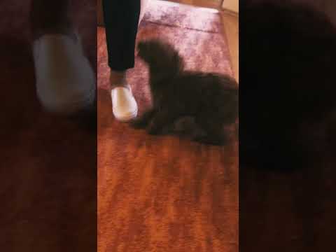 Perros Caniche Miniatura en venta