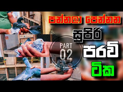 පන්නලා පෙන්නන සුපිරි පරවි ටික(Super pigeons going up in srilanka)