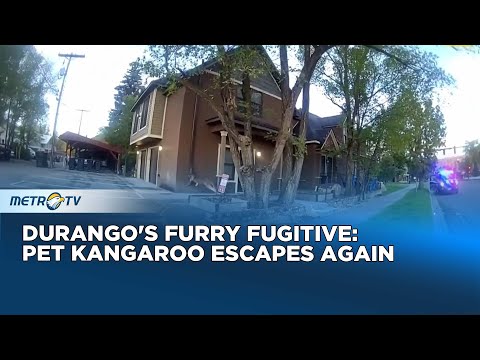 Durango Police Chase and Capture Escaped Pet Kangaroo on Main Street