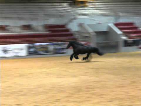 2015 Feathered Horse Classic – National Championship on January 14, 2016