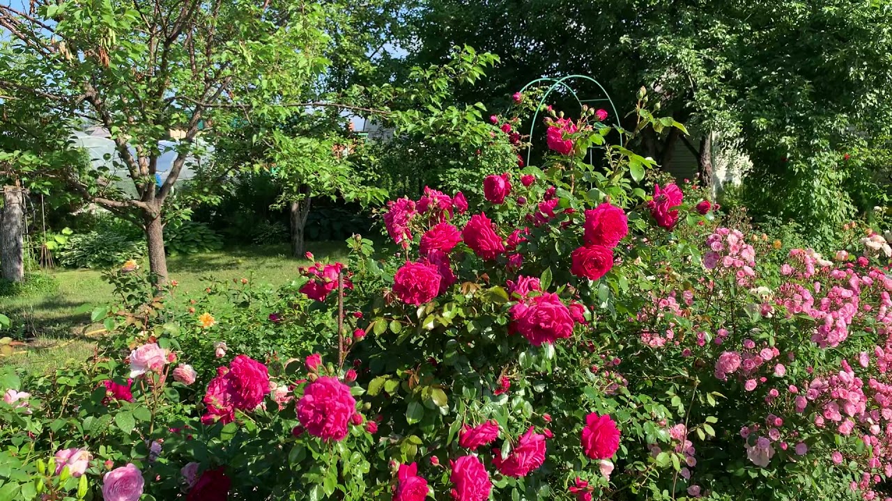 Роза Лагуна