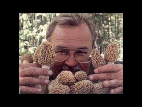 Motherlode: Beautiful Morel Mushrooms...and lots of'em! (2001)