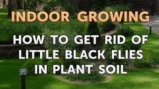 How to Get Rid of Little Black Flies in Plant Soil
