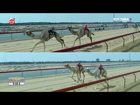  ش 2 (شاهين) لـ هجن العاصفة 9:13:8 , تأهيل المرموم 2026/03/05 ايذاع 